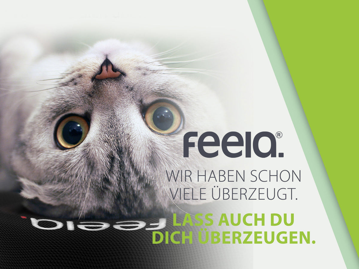 Werbebild mit einer grauen Katze, die auf einem schwarzen ergonomischen Auto-Rückenkissen von Feelia liegt. Text: "Feelia. Wir haben schon viele überzeugt. Lass auch du dich überzeugen."